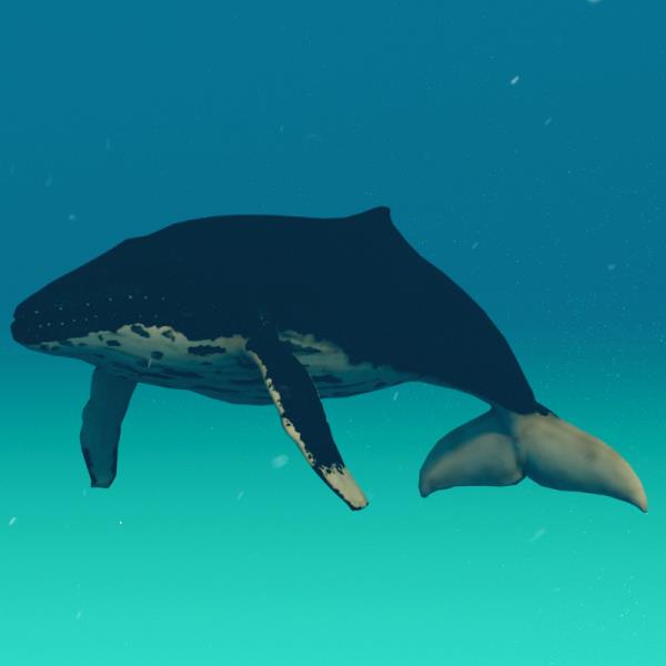 Whale 3D Model - دانلود مدل سه بعدی وال - آبجکت سه بعدی وال - دانلود مدل سه بعدی fbx - دانلود مدل سه بعدی obj -Whale 3d model - Whale object - download Whale 3d model - 